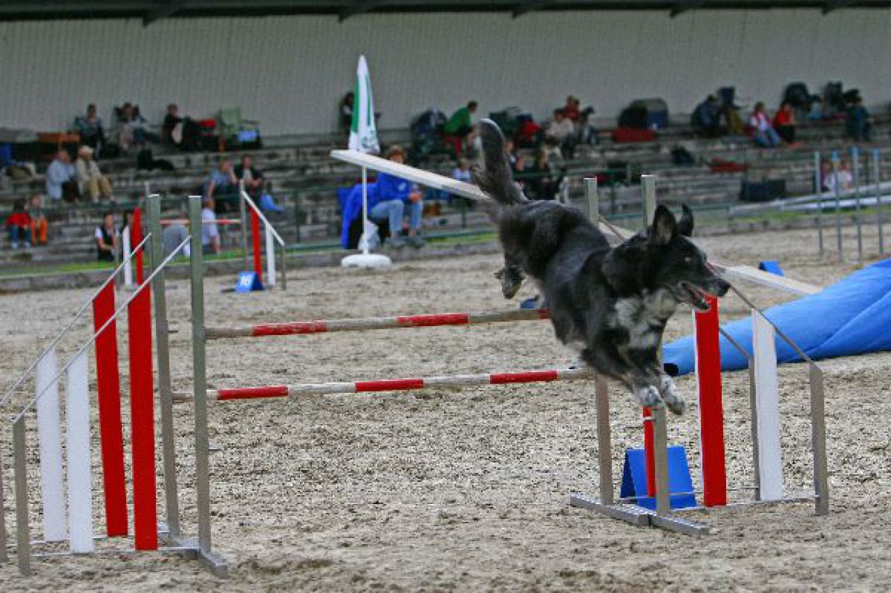 Agility Fotos von Torry - 2015-05-13